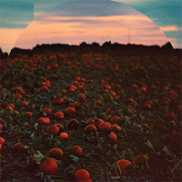 REVIEW: ‘Øjeblikke Vi Husker’ – Hvalfugl